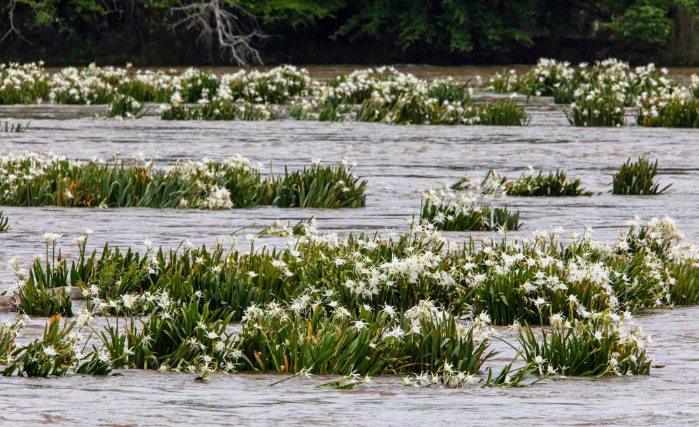 Spider Lillies on rocks in middle of river