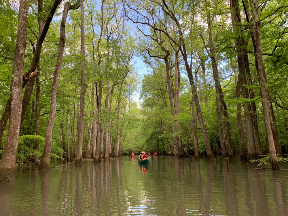 boats on river between grove of trees